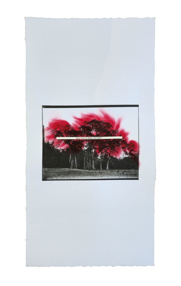 Jenna Lee, Lilies born in flame, 2024