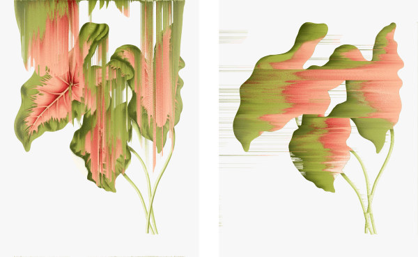 Andrea Wolf Caladium Bicolor, vars. 001, 002, 2020 Botanical illustration digitally manipulated with pixel-sorting algorithm, Fine Art print on Hahnemüle German Etching 310 gr paper, diptych 80 x 134 cm