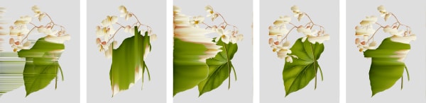 Andrea Wolf Begonia Obliqua, vars. 012, 020, 023, 095, 194, 2020 Botanical illustration digitally manipulated with pixel-sorting algorithm, Fine Art print on Hahnemüle German Etching 310 gr paper, polyptych 5 pieces 42 x 165 cm