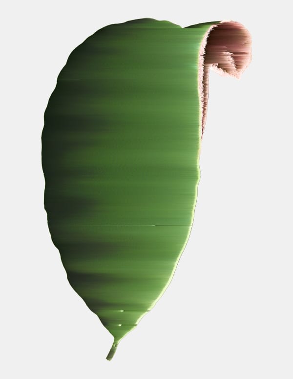 Andrea Wolf Calathea Zebrina, var. 089, 2020 Botanical illustration digitally manipulated with pixel-sorting algorithm, Fine Art print on Hahnemüle German Etching 310 gr paper 28 x 21 cm