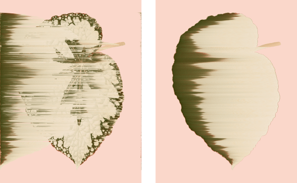 Andrea Wolf Begonia Rex-Cultorum, vars. 042, 018, 2020 Botanical illustration digitally manipulated with pixel-sorting algorithm, Fine Art print on Hahnemüle German Etching 310 gr paper, diptych 80 x 148 cm