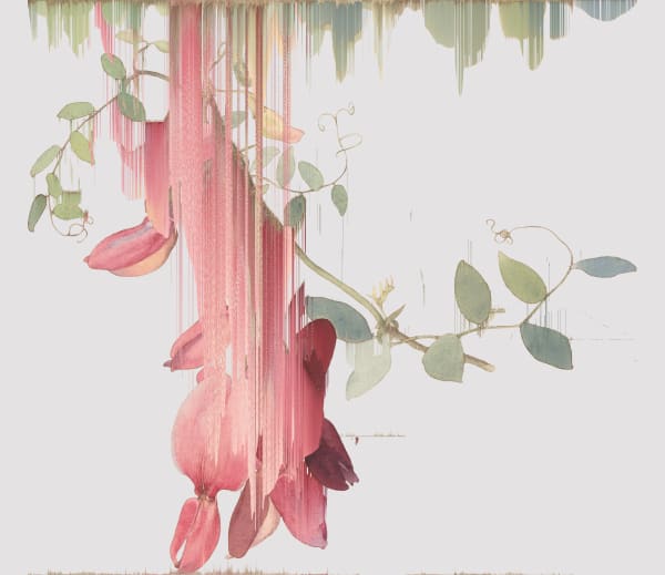Andrea Wolf Lathyrus Splendens, var. 013, 2020 Botanical illustration digitally manipulated with pixel-sorting algorithm, Fine Art print on Hahnemüle German Etching 310 gr paper 60.5 x 70 cm
