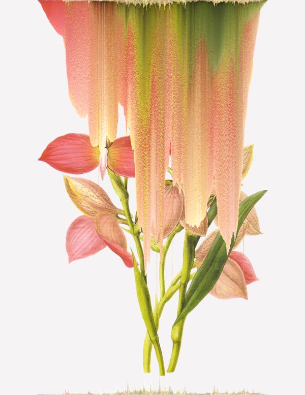 Andrea Wolf Disa Uniflora, var. 094, 2020 Botanical illustration digitally manipulated with pixel-sorting algorithm, Fine Art print on Hahnemüle German Etching 310 gr paper 80 x 62 cm