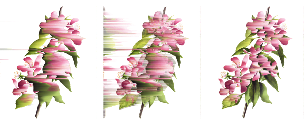 Andrea Wolf Malus Coronaria, vars. 005, 031, 088, 2020 Botanical illustration digitally manipulated with pixel-sorting algorithm, Fine Art print on Hahnemüle German Etching 310 gr paper, triptych 80 x 206 cm