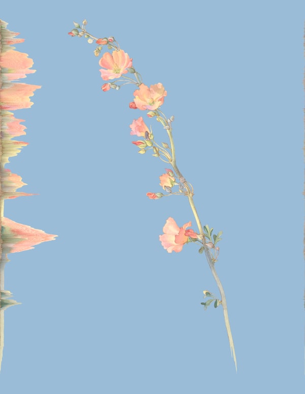 Andrea Wolf Sphaeralcea Munroana, var. 013, 2020 Botanical illustration digitally manipulated with pixel-sorting algorithm, Fine Art print on Hahnemüle German Etching 310 gr paper 80 x 62 cm