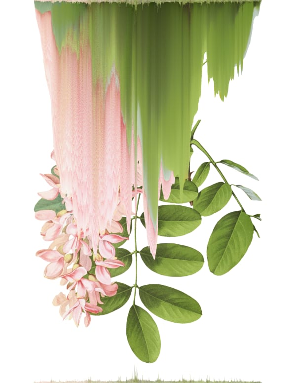 Andrea Wolf Robinia Pseudoacacia, var. 031, 2020 Botanical illustration digitally manipulated with pixel-sorting algorithm, Fine Art print on Hahnemüle German Etching 310 gr paper 70 x 54 cm