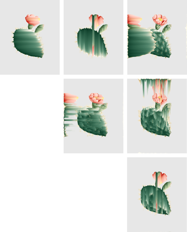 Andrea Wolf Opuntia Basilaris, vars. 027, 036, 044, 089, 108, 1572, 2020 Botanical illustration digitally manipulated with pixel-sorting algorithm, Fine Art print on Hahnemüle German Etching 310 gr paper, polyptych 6 pieces 93 x 75 cm