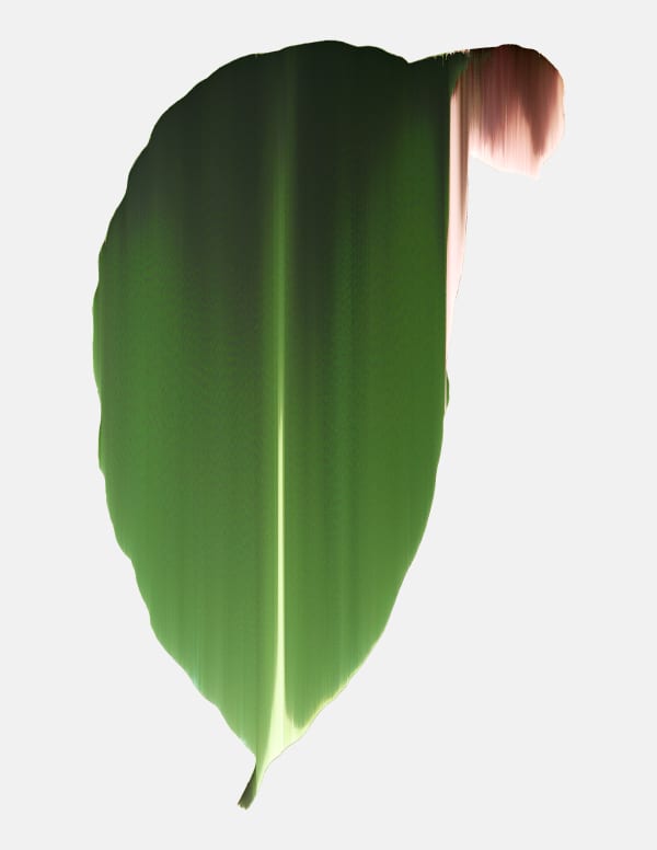 Andrea Wolf Calathea Zebrina, var. 003, 2020 Botanical illustration digitally manipulated with pixel-sorting algorithm, Fine Art print on Hahnemüle German Etching 310 gr paper 28 x 21 cm