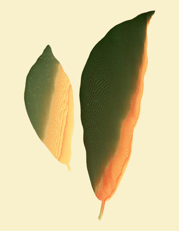 Andrea Wolf Codiaeum Variegatum, 105, 2020 Botanical illustration digitally manipulated with pixel-sorting algorithm, Fine Art print on Hahnemüle German Etching 310 gr paper 28 x 21 cm