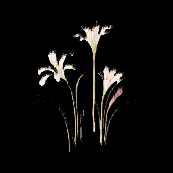Andrea Wolf LS682543 (Atamasco Lily), 2025 Lenticular Print of digitally manipulated with pixel-sorting algorithm 10 x 10 cm
