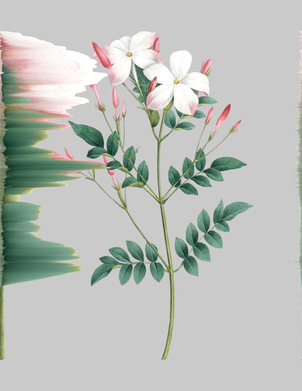 Andrea Wolf Jasminum Grandiflorum, var. 051, 2020 Botanical illustration digitally manipulated with pixel-sorting algorithm, Fine Art print on Hahnemüle German Etching 310 gr paper 32 x 24 cm