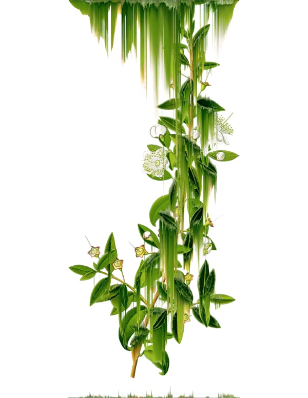 Andrea Wolf Myrtus Communis, var. 041, 2020 Botanical illustration digitally manipulated with pixel-sorting algorithm, Fine Art print on Hahnemüle German Etching 310 gr paper 120 X 93 cm