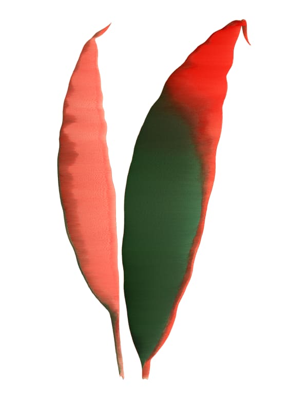 Andrea Wolf Cordyline Fruticosa, var. 024, 2020 Botanical illustration digitally manipulated with pixel-sorting algorithm, Fine Art print on Hahnemüle German Etching 310 gr paper 28 x 21 cm