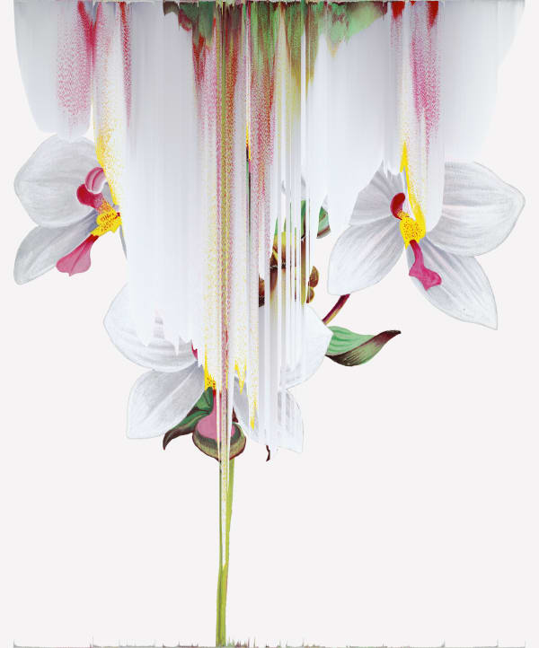 Andrea Wolf Agrostophyllum Philippinense, var. 021, 2020 Botanical illustration digitally manipulated with pixel-sorting algorithm, Fine Art print on Hahnemüle German Etching 310 gr paper 80 x 66.5 cm