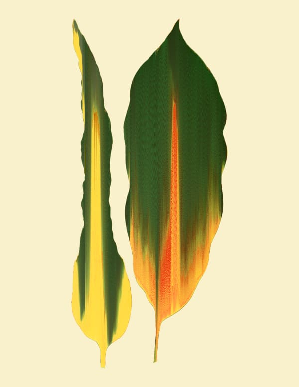 Andrea Wolf Codiaeum Variegatum, var. 034, 2020 Botanical illustration digitally manipulated with pixel-sorting algorithm, Fine Art print on Hahnemüle German Etching 310 gr paper 28 x 21 cm