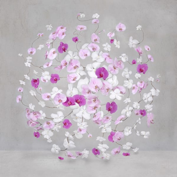 Isabelle van Zeijl, Infinite Amaranth, 2024