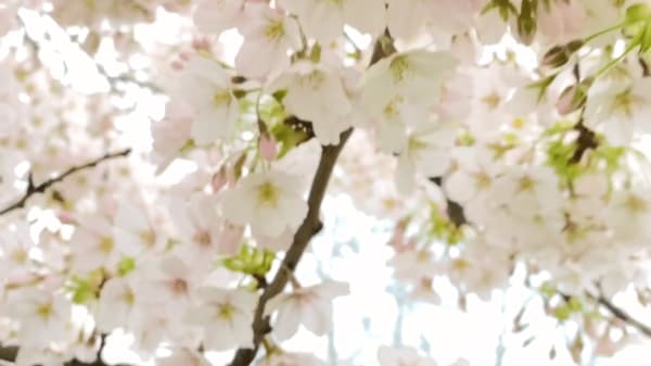 :mentalKLINIK, HYPER-SPRING 200101, 2020