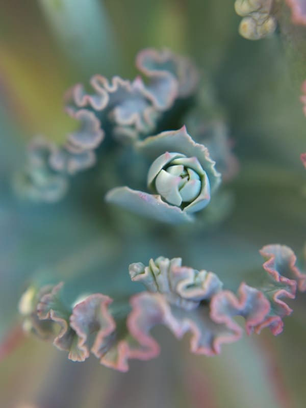 Mona Kuhn, Succulents 12, 2018