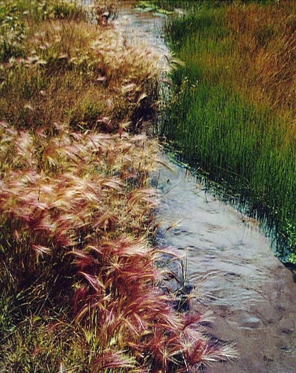 Eliot Porter, Foxtail Grass, Great Sand Dunes, Colorado from Certain Passages Portfolio, 1976