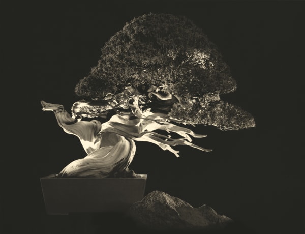 Yamamoto Masao, Bonsai #4043, 2022