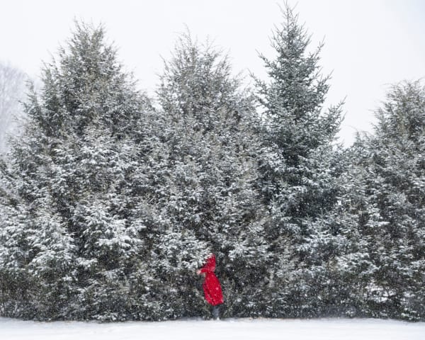 Cig Harvey, Fir Trees, 2021