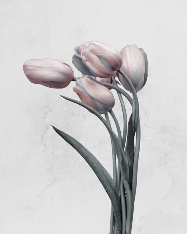 Vee Speers, Tulipa Gesneriana - 2, 2016