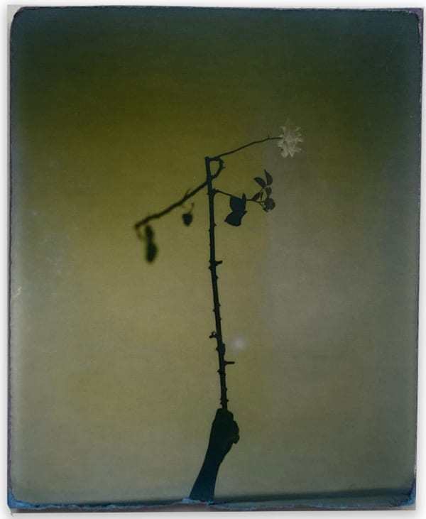 Yamamoto Masao, A Box of Ku #545