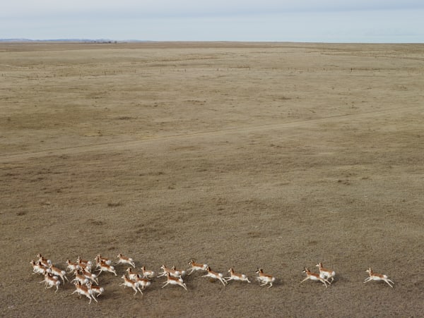 Andrew Moore, Pronghorn Antelope, Niobrara County, Wyoming, 2013