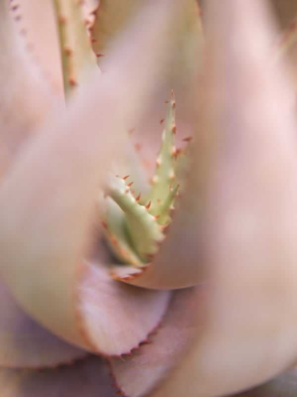 Mona Kuhn, Succulents 06, 2018
