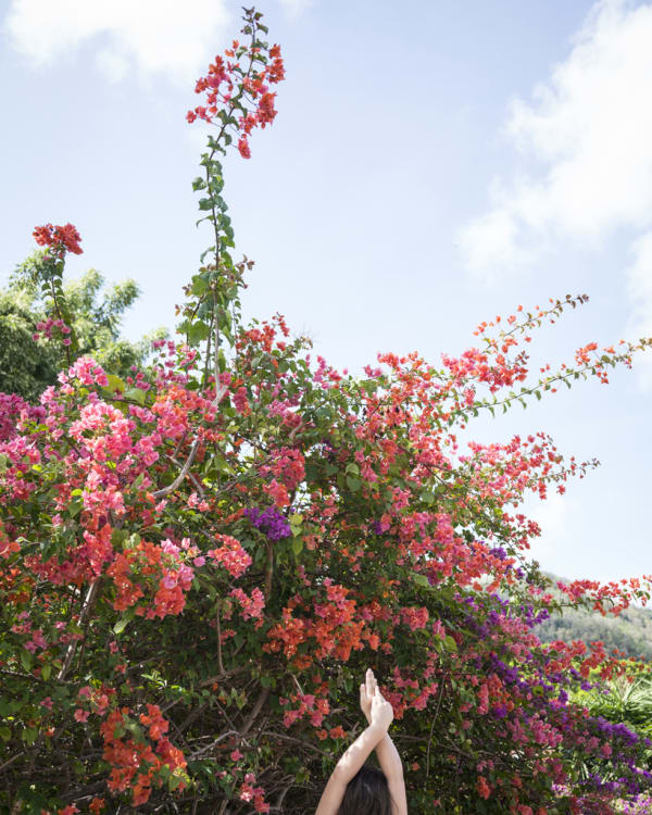 Cig Harvey, Bougainvillea, Bequia, 2018