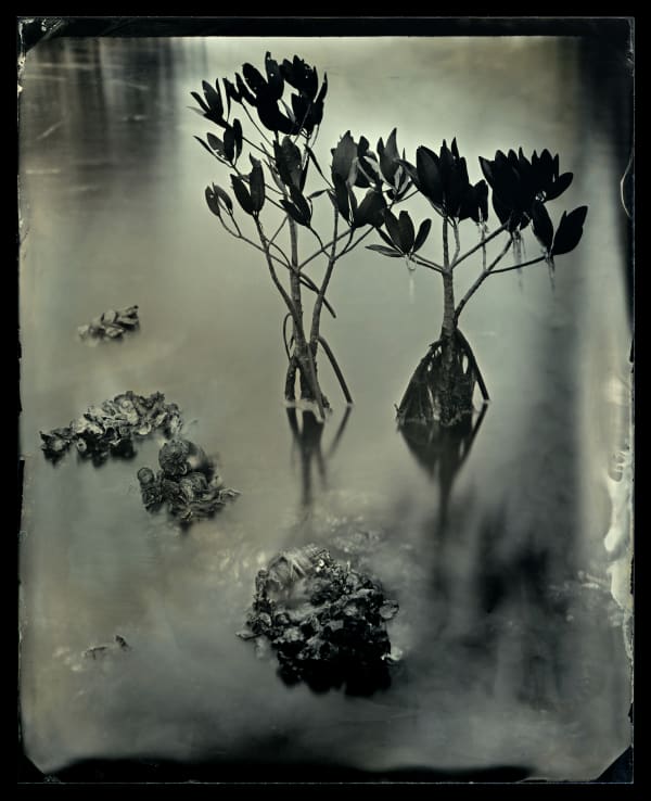 Charlie McCullers & Cecilia Montalvo, Barrier Island, Study 14, 2018