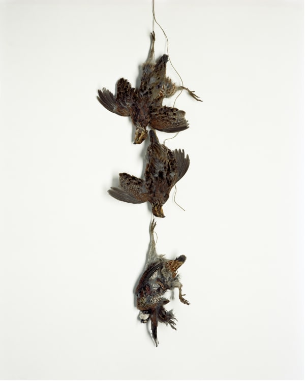 Angela West, Powder Spring, 2009