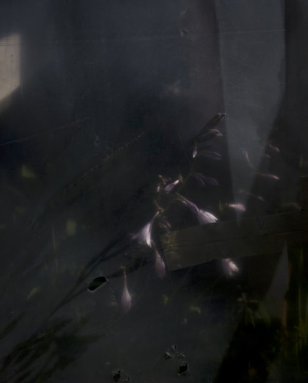 Cig Harvey, Wild Orchids, 2018