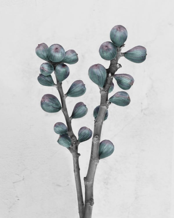 Vee Speers, Ficus Carica, 2016