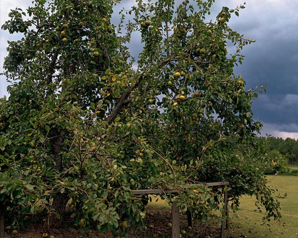 William Christenberry, Pear Tree with Storm Cloud, near Akron, Alabama, August, 2002