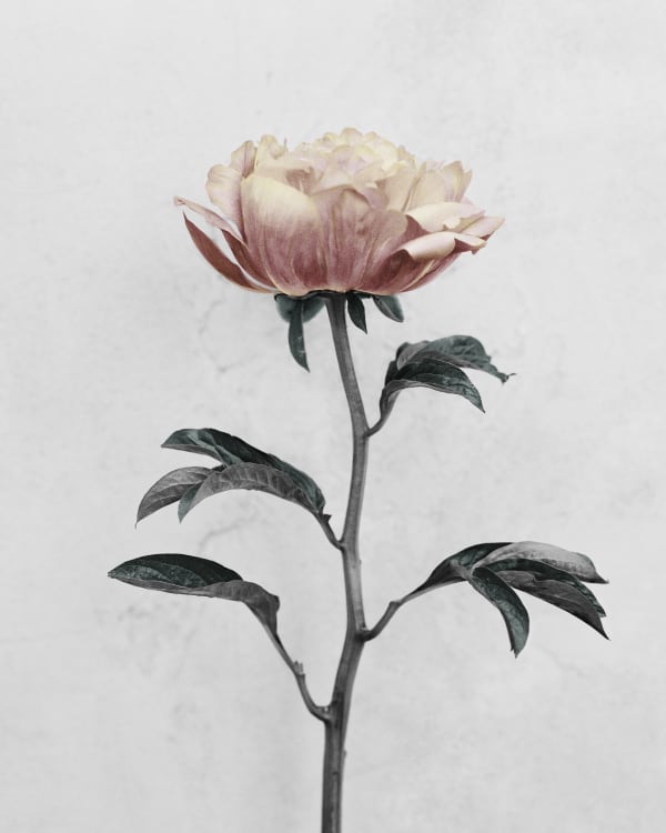 Vee Speers, Paeonia (Peony), 2016