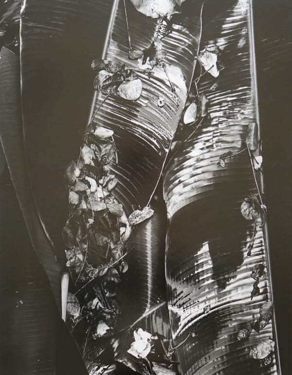 Brett Weston, Leaves, Hawaii, c. 1982