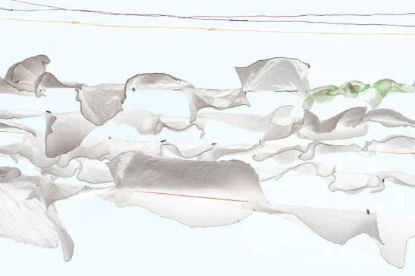 Sally Gall, Tell-tale, 2015