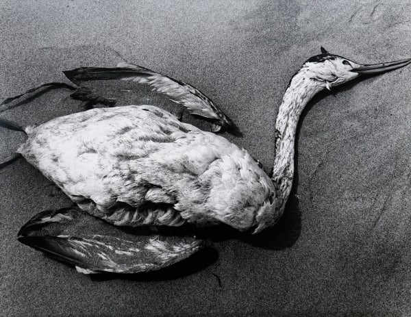 Brett Weston, Dead Pelican, Baja, c. 1969