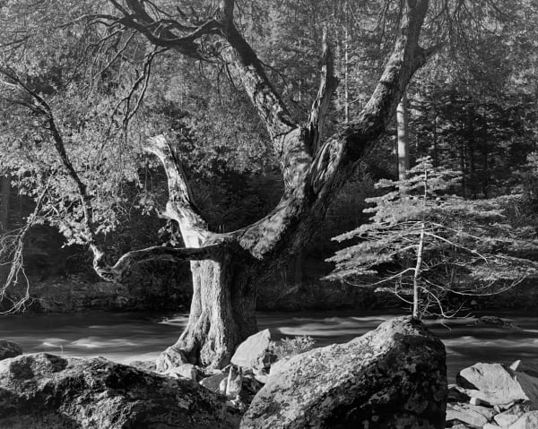 Ansel Adams, Early Morning, Merced River, Yosemite Valley, 1950