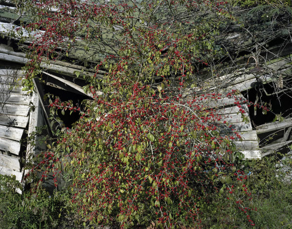 Andrew Moore, Brasil, MS, 2012