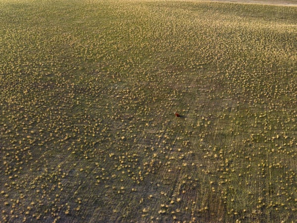Andrew Moore, Lone Cow, Dunn County, North Dakota, 2013