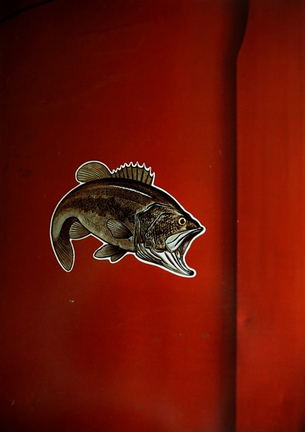 William Eggleston Untitled from Portfolio 10.D.70.V1 (fish), 1970