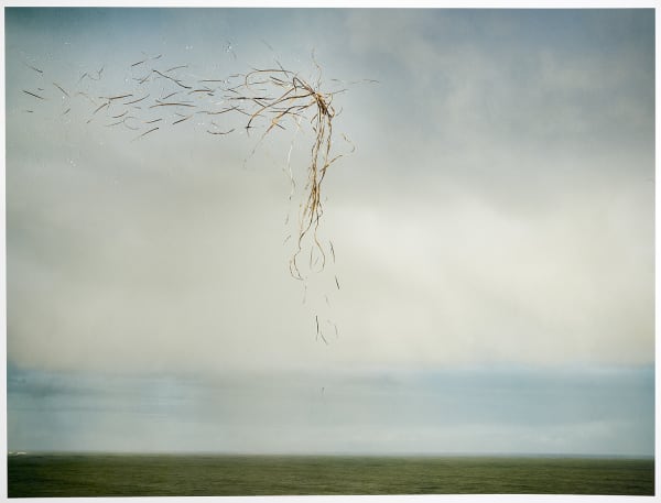 Tabitha Soren Birds of Paradise, 2020