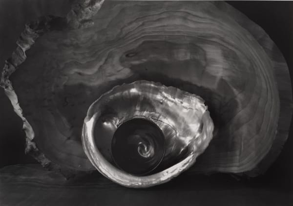 Paul Caponigro, Tea Bowl and Shell, 2002