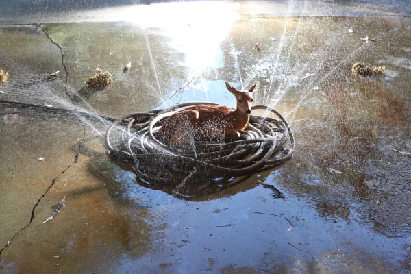 Jody Fausett, Garden Hose , 2014