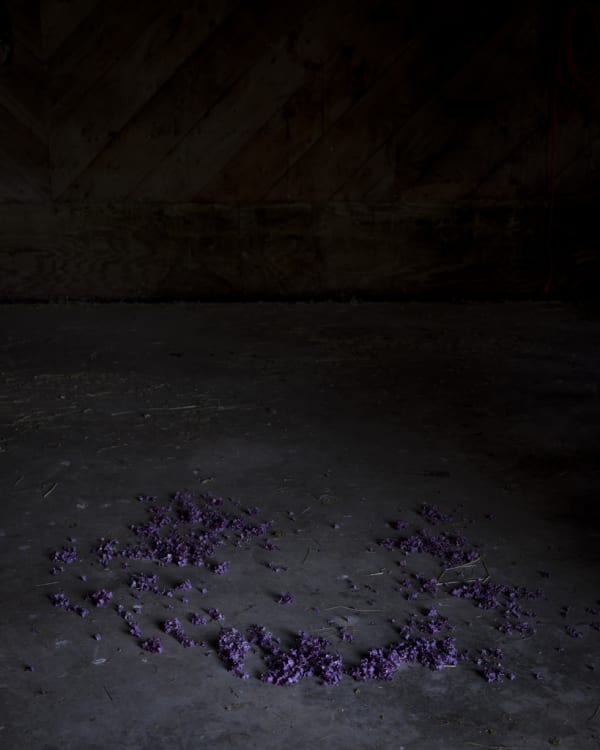 Cig Harvey, Ring of Lilacs, Camden, Maine, 2018