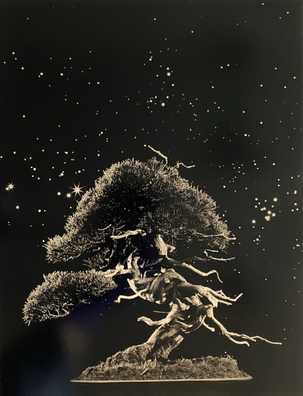 Yamamoto Masao, Bonsai #4051, 2022