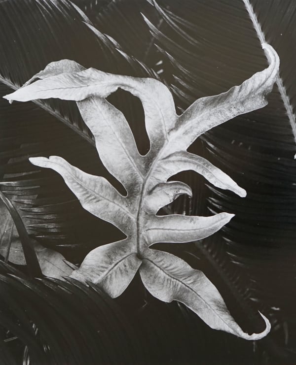 Brett Weston Leaf, Hawaii, c. 1982