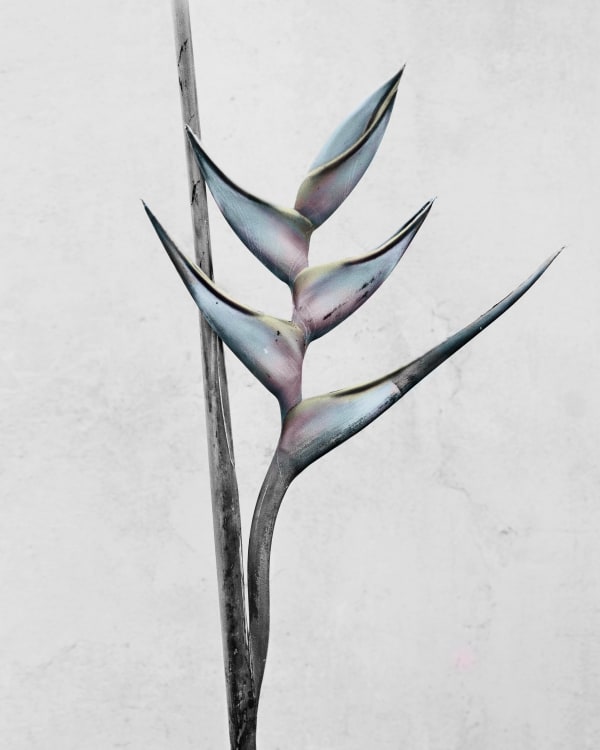 Vee Speers, Heliconia Bihai, 2016